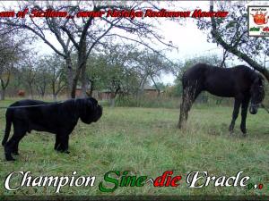 Champion Sine^die Eracle,
