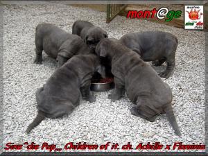 cucciola del campione italiano Achille del Regno di Sicilia x Sine^die Flaminia 35 giorni,,,,,