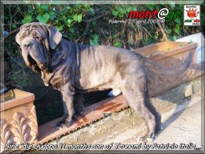 Sine^die Guappo 11 months,,, son of Tzunami by Patrizio Italia