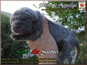 cuccioli di Demonia e Morfeo