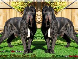 Ch. Ottavio del Castellaccio,,, Son of Sine^die Sicano,,,, Owner Steve Cox UK.