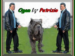 Ogan by Patrizio De Vitale. bis montage mastino sine^die italia