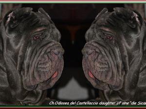 Ch.Odissea del Castellaccio daughter of sine^die Sicano