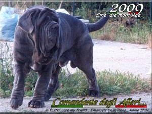 Comandante degli Alleri,,, oo1
