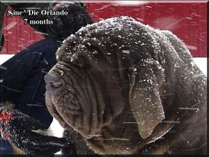 Sine^die Orlando 7 months,,