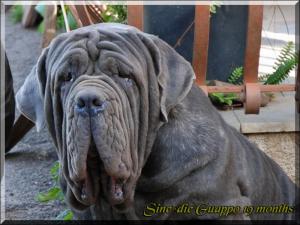 Guappo Sine^die 19 mesi