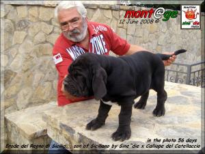Erode del Regno di Sicilia,,, son of Siciliano by Sine^die 55 days