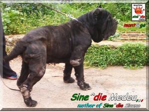 Sine^die Medea,,, mother of Sine^die Sicano,,,