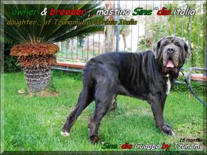 Sine^die Guappa by Tzunami,,, 18 months,,