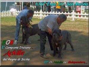IIV Expo San Marino 29 giugno 2008 BOB It. Ch. Achille del Regno di Sicilia,,