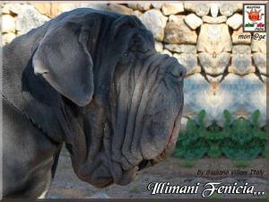 Illimani Fenicia,