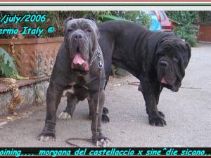 Joining sine^die Sicano x Morgana del Castellaccio oxo
