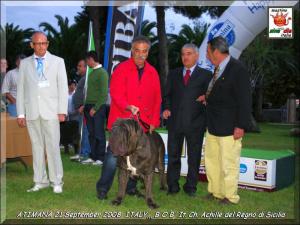 ATIMANA 2008 BOB It. Ch. Achille del Regno di Sicilia..
