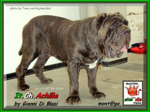 ATMQ 2007 Achille by Gianni Di Blasi,, son of sine^die Sicano,,,  it WINS the first one on 30 subjects,,