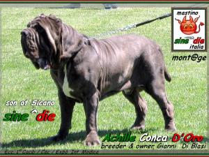 Achille figlio di sine^die Sicano Cac  Cacib  Ecc. 1 Int. Modica inglese