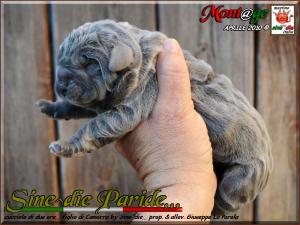 Sine^die Paride 2 hours of life