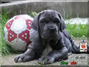 Sine^die Mica,,, son of Italian Champion Achille del Regno di Sicilia x Sine^die Flaminia