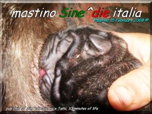 cuccioli di Sine^die Sicano x Taitu breeder mastino Sine^die italia,