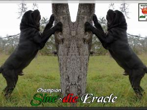 Champion Sine^die Eracle,,,