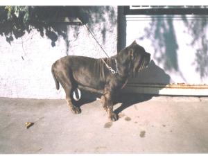 Sara - ch. Italiana -