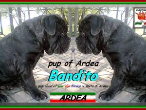 Bandito di Ardea figlio di sine^die Sicano x Vesta di Ardea,,, xox