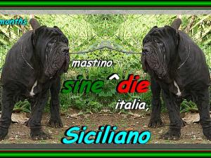 Siciliano by Sine^die son of Sine^die Sicano