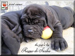 Cuccioli Regno di Sicilia x Sine^die,,