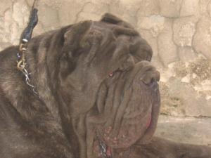 Guaglione  di casa Panico 3