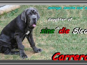 Carrera daughter of sine^die Sicano