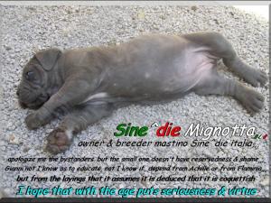 cucciola del campione italiano Achille del Regno di Sicilia x Sine^die Flaminia 35 giorni,,,