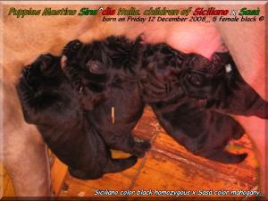 cuccioli di siciliano x sasa