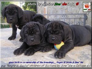 given birth in co-ownership of the breedings,,,, Regno di Sicilia & Sine^die