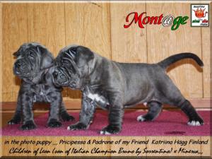 katrina puppy Finland,