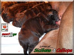 Cuccioli Di Siciliano By Sine^die x Calliope by Di Blasi,,, 17 March 2008,,
