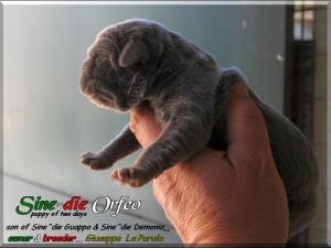 Cucciolo Demonia X Guappo Sine^die Orfeo