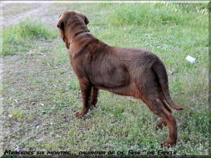 Mersedes six months daughter of ch. Sine^die Eracle