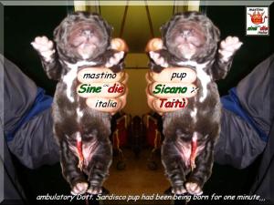 cuccioli di Sine^die Sicano x Taitu breeder mastino Sine^die italia,,,