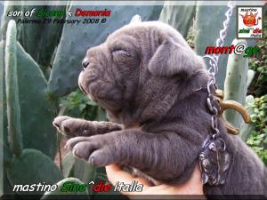 Cuccioli di Demonia & Sicano Sine^die,,, Palermo 29 Febbraio 2008,