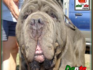 Dante by Orlando Di Palma Italy,,, 482