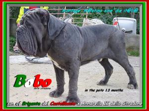 Bobo to 13 months son of Brigante del Castellaccio,,,