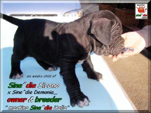 Cuccioli Sine^die Demonia x Sine^die Sicano,,, Palermo 28 March 2008,,
