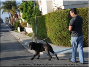 Los Angeles Brenda di Ardea door to walk Jc