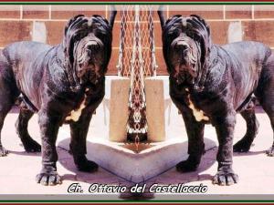 Ch. Ottavio del Castellaccio son of sine^die Sicano. double
