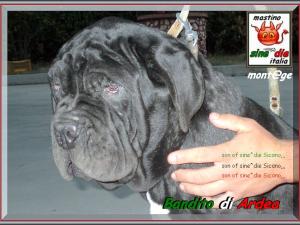 Bandito di Ardea figlio di sine^die Sicano,,, 800 pixel,