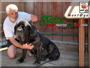 Taitu owner breeding,,, mastino Sine^die italia,,,