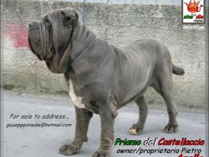 Priamo del Castellaccio,, owner Anello Pietro,, mont@ge mastino sine^die italia,,, x Giuliano