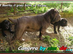 CAMORRA daughter of sine^die Sicano 800...pixel. 8 months, , ,