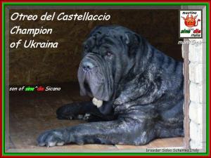 Ch. Otreo del Castellaccio children of sine^die Sicano xox
