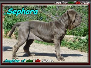 Sephora by mastino sine^die italia 800 pixel