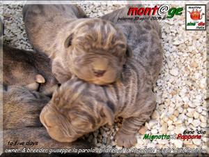 Cuccioli  Achille italian champion  by Di Blasi x Sine^ die Flamninia,,, 10 aprile 2008,